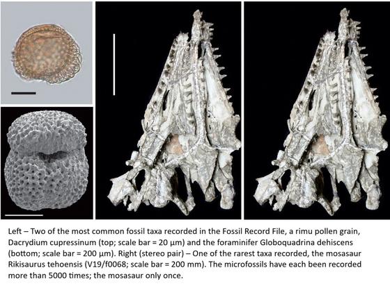 photos - Left – Two of the most common fossil taxa recorded in the Fossil Record File, a rimu pollen grain, Dacrydium cupressinum (top; scale bar = 20 μm) and the foraminifer Globoquadrina dehiscens (bottom; scale bar = 200 μm). Right (stereo pair) – One of the rarest taxa recorded, the mosasaur Rikisaurus tehoensis (V19/f0068; scale bar = 200 mm). The microfossils have each been recorded more than 5000 times; the mosasaur only once.