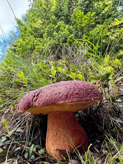 Porcini rossi, Boletus pinophilus di alta montagna. Alpi Lombarde