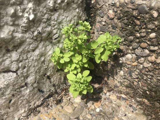 Eine kleine grüne Wolfsmilch-Pflanze wächst aus einer Ecke einer Waschbeton-Treppe.