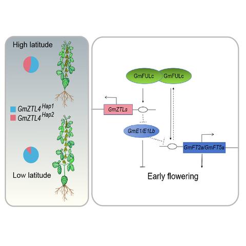 Annotated flow diagram to illustrate how over- and underexpression of GmFULc affects flowering time in soybean.