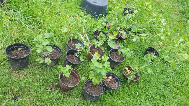 18 kleine Jostabeerpflanzen in kleinen Eimern auf einer Rasenfläche
