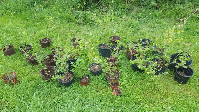 26 kleine Stachelbeerpflanzen in kleinen Eimern auf einer Rasenfläche