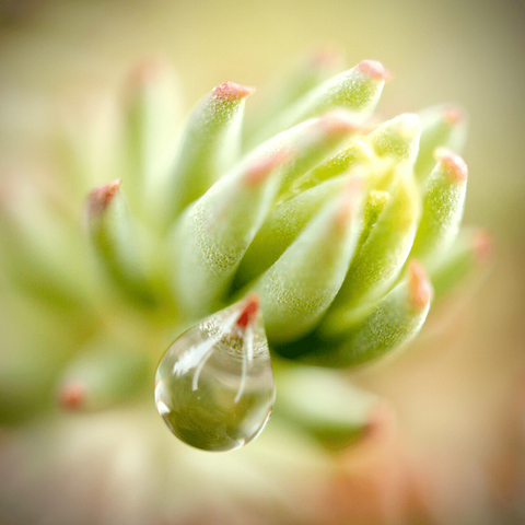 Detailaufnahme einer Pflanze. Kleine nach oben geschwungene grüne Blätter mit roter Spitze bilden eine Art Knospe. Links unten im Bild ist ein dicker Wassertropfen zu sehen, der wirkt, als würde die Pflanze weinen.