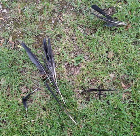 Mehrere große schwarze Schwungfedern liegen auf einem Fleck Gras.