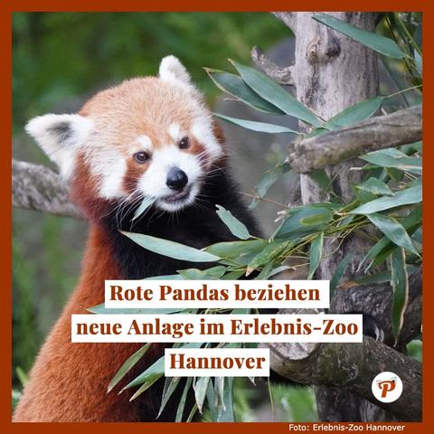 Ein Roter Panda auf einem Baum, er sieht schräg an uns vorbei und ist gesäumt von Bambus, den er gerade frisst. Darunter die Überschift "Rote Pandas beziehen neue Anlage im Erlebnis-Zoo Hannover". Das Bild ist panda-rotbraun eingerahmt.