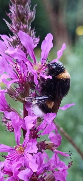 Schlafende hummel auf Blüte des Blutweiderich