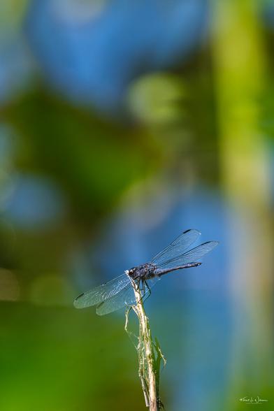 Slaty Skimmer (Libellula incesta)