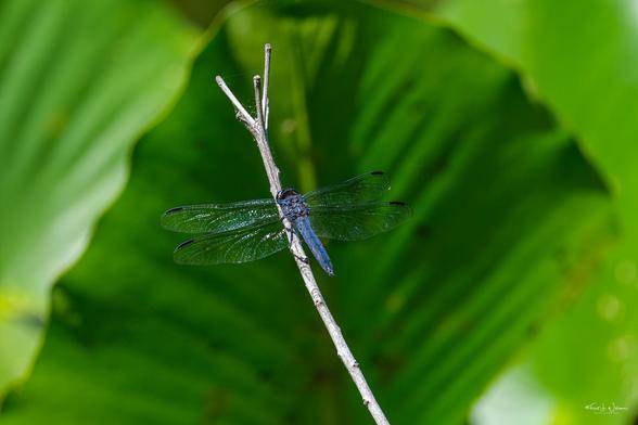Slaty Skimmer (Libellula incesta)