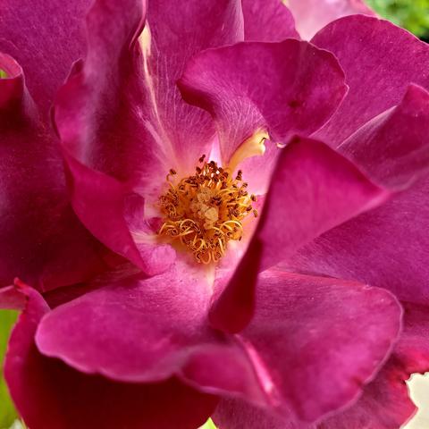 Close up of purple rose with yellow stamens