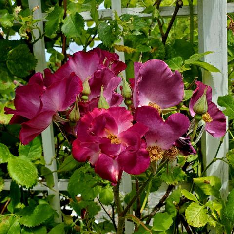 Cluster of purple roses with yellow stamens
