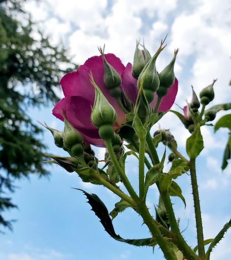 Purple rose with multiple rose buds, background is blue skies with scattered white clouds.