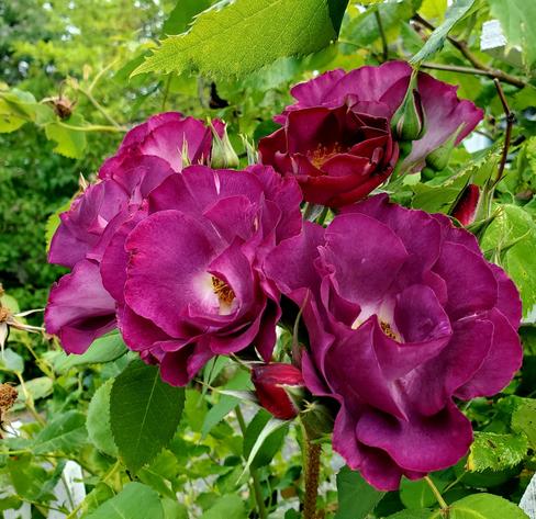 Cluster of purple roses with yellow stamens
