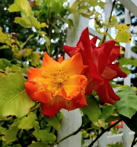 Two orange & red piñata roses.