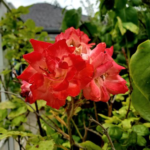 Reddish orange cluster of piñata roses.
