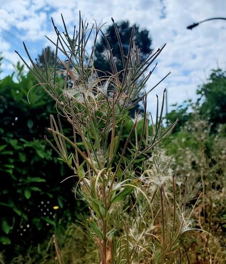 Willow herb seed heads.