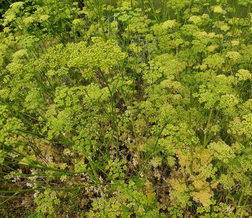 Tons of parsely flowers, going to seed.