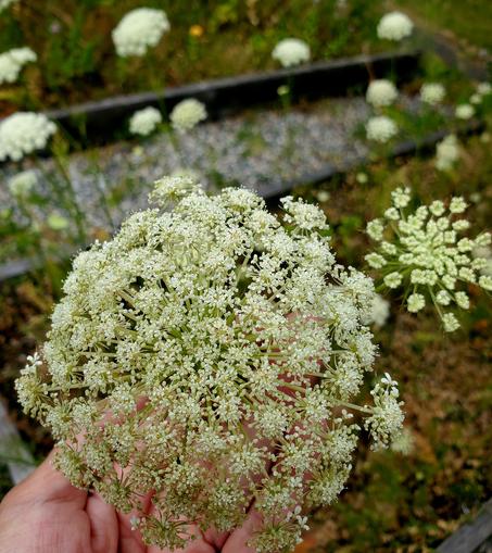 Carrot flowers going to seed.