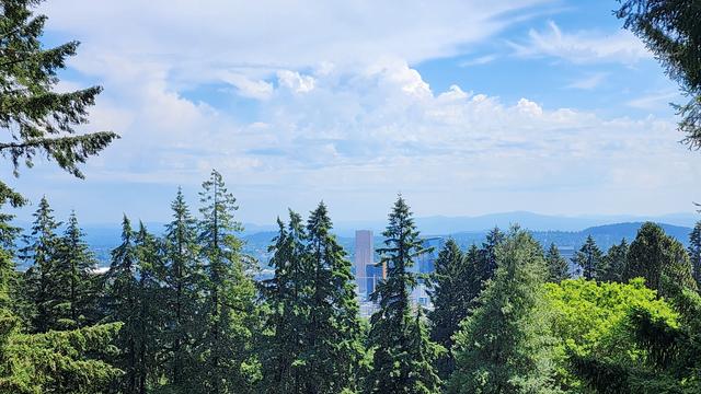 Tall buildings peak up through dominating pine trees as clouds hang over the scene.