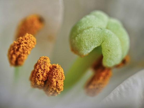 Close-up image of a flower's stamen and pistil.