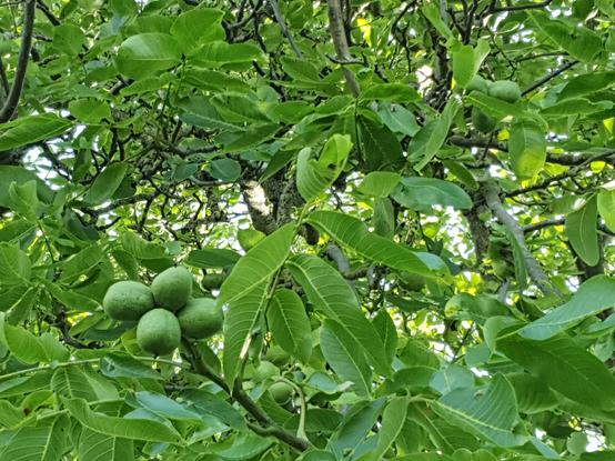 Unreife Walnüsse am Baum der Sorte "Geisenheimer Walnuss Nr. 26".