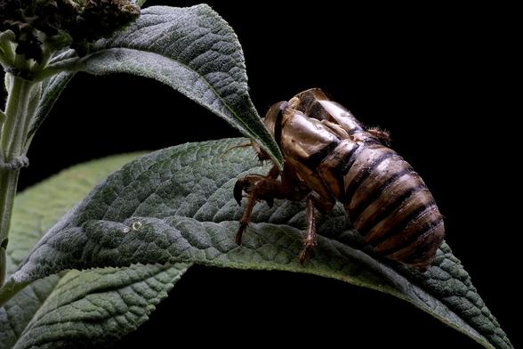 2x Macro Cicada
Just a Former Shell of Itself