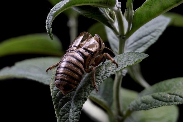 2x Macro Cicada
Just a Former Shell of Itself