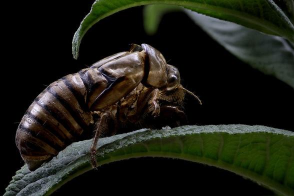 2x Macro Cicada
Just a Former Shell of Itself