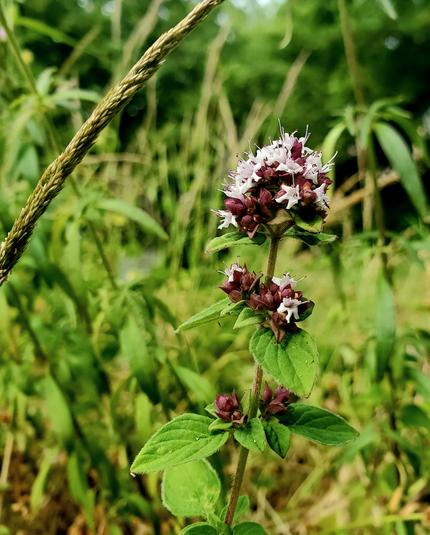 Marjoram plant & flowers.
Pink-mauve, two-lipped flowers with oval pointed leaves.