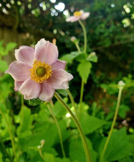 A pink Japanese anemone flower.
Pink whorls of sepals with yellow stamens on tall upright stalks.