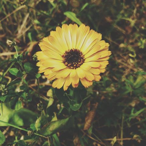Yellow calendula flower.