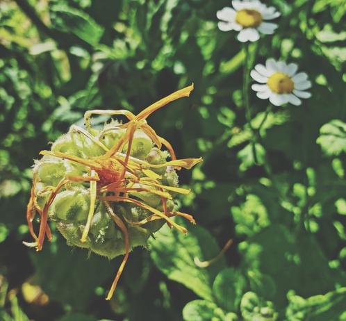 Calendula flower, gone to seed.
Feverfew flowers are in the blurred background.