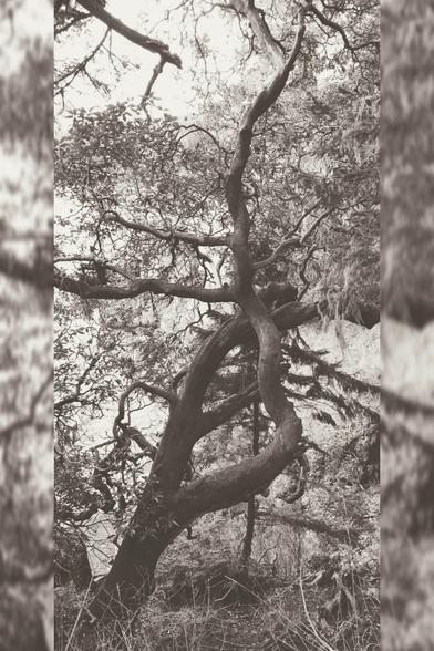 Gnarly Arbutus tree in sepia.
Blurred on both framing sides.