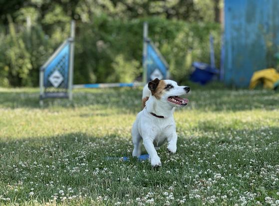 Na zdjęciu widzimy małego, białego psa rasy Jack Russell Terrier z brązowymi znaczeniami na twarzy i uszach. Pies siedzi na trawiastym polu, gdzie rozsiane są białe kwiaty. Wydaje się, że pies patrzy w górę i na bok, z otwartym pyskiem, jakby był czujny lub czekał na coś.