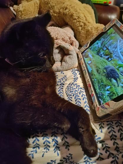 Small black cat laying on a couch watching a bird video on a tablet