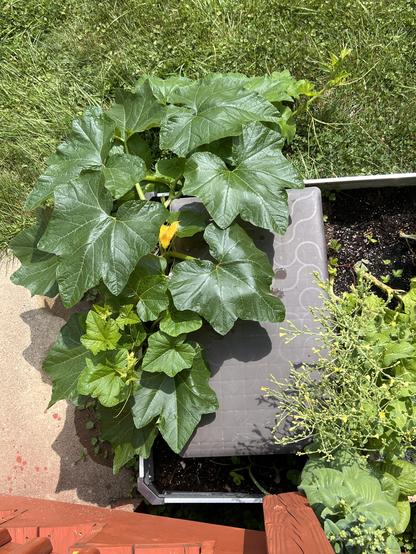Photo looking down at my compost bin in a raised bed, showing that the squash plant has escaped the front, grown off two sides and is now meandering along the grass.