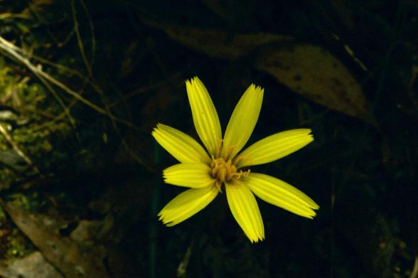 flower, yellow flower, bright yellow flower,  8 petals, Yam Daisy, dark background, daisy flower