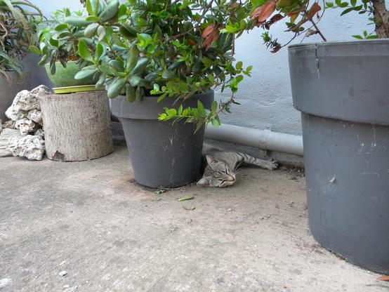a cat sleeping behind a flower pot