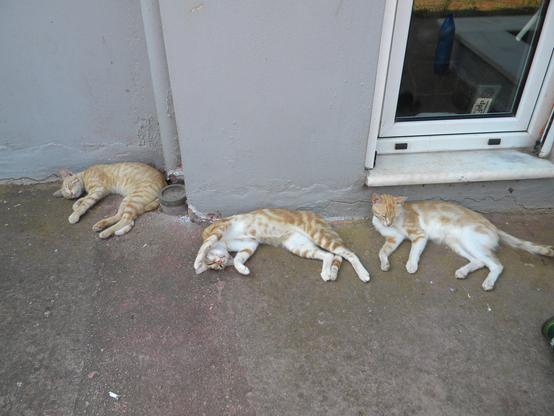 three cats sleeping by the wall