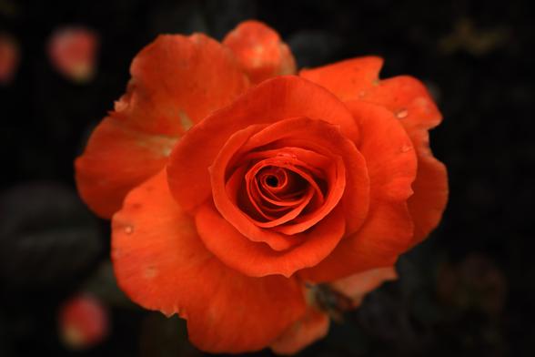 Makroaufnahme Rose in Draufsicht vor schwarzem Hintergrund
