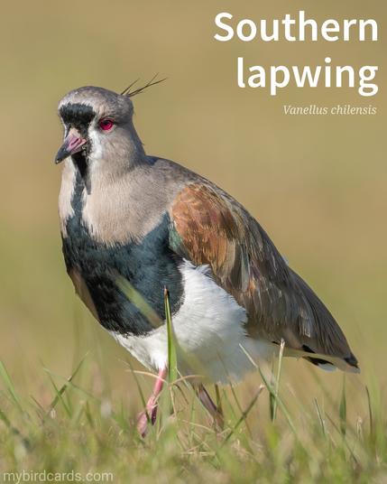 📷: Southern lapwing (Vanellus chilensis) by Beto_MdP via Pixabay 2024

The photo shows an adult, medium-sized wading bird with a striking appearance. It has a grey head with a black forehead and crest, a green-black breast band, and a white belly. Its back is brownish-grey with a bronze sheen on the shoulders. In flight, it shows a broad white wing bar and a black tail. This lapwing is also distinguished by its pink eye-ring, legs and bill, and by the red bony spurs (not pictured) hidden under its wings.

Conservation status: Least Concern 

Distribution: Widespread throughout South America, excepting densely forested, arid, or high-altitude regions. Recently spreading through Central America. 

Class: Aves
Order: Charadriiformes
Family: Charadriidae
Genus: Vanellus
Species: V. chilensis

CC: IQUV