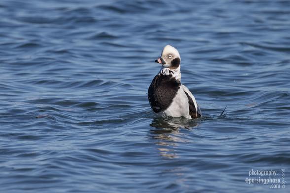 Both formal and slightly clownish, a monochrome duck with a slight ruff and a black chest rears up from the water.
