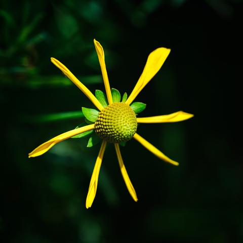 Color photo of a yellow petaled flower with a cone like thing in front.  Reminds me of a plane propellor.  There is just a bit of green behind the flower and stem but it fades out to a dark black .