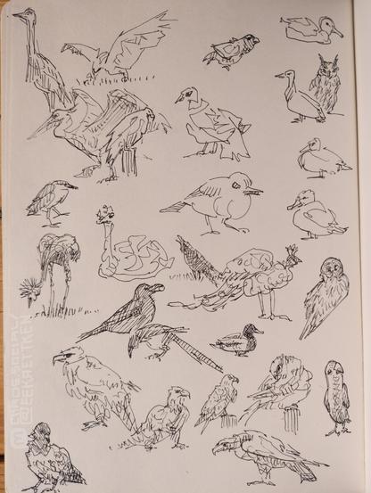 Black Ink on paper

Various quick sketches of birds, some drawn in few lines.