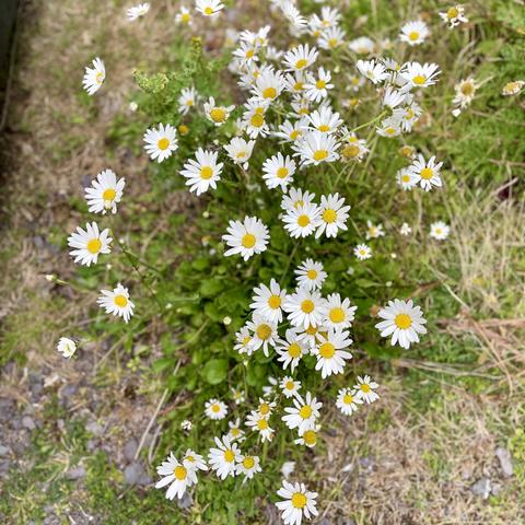 Cluster of white daisies with yellow centers in a grassy and rocky area.