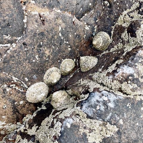 Several small cone-shaped shells are clustered on a rock surface covered in barnacles and patches of moss.