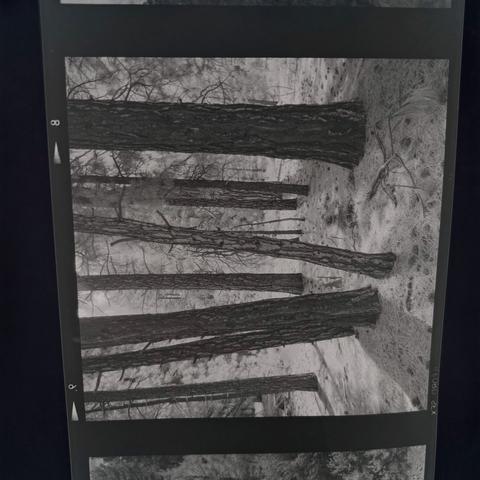 Close-up photo of 120 black and white film drying. Photo of a stand of trees can be seen.