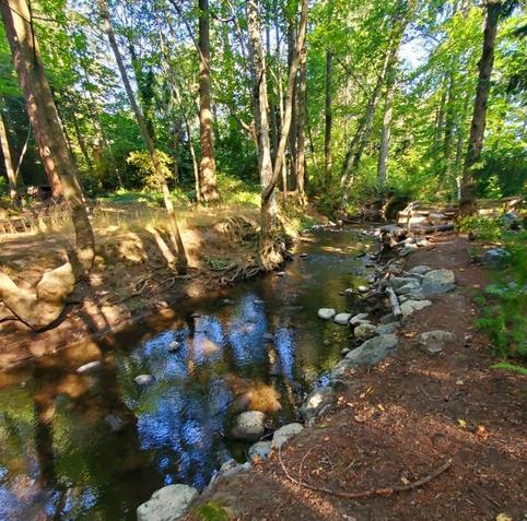 A footpath, on the right, beside a river creek, through the forest.