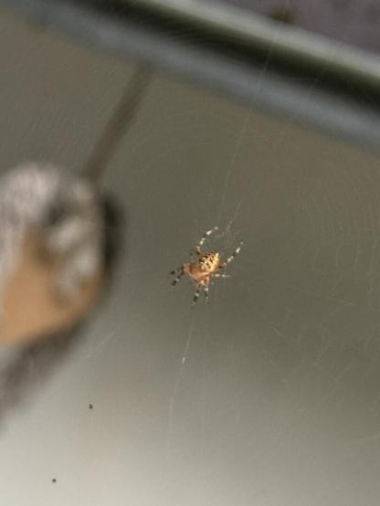 A  cross spider sitting in the middle of its web. It caught already some small insects at the time of taking the photo. The white background of the shed beside our terrace is making it a bit harder to see the lines of the spider’s web.