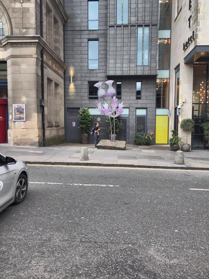 A 4-or5-meter-high purple and pink double thistle on the sidewalk.