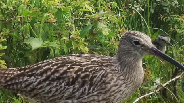Close-up photo of a curlew - a large brown shorebird with a long curved beak